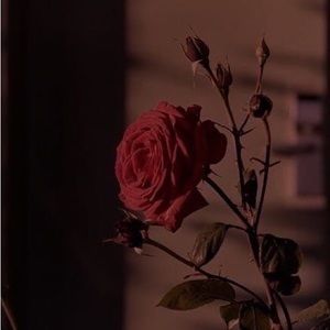 Meet your Posher, Ava